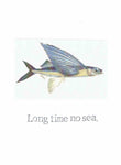 Long Time No Sea Flying Fish Funny Miss You Card 